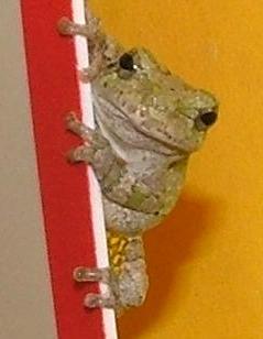 Frog 