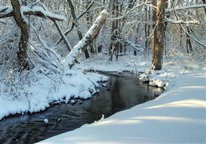 Snowy Woods 